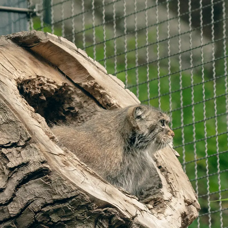 リトアニア動物園のメリッサの写真