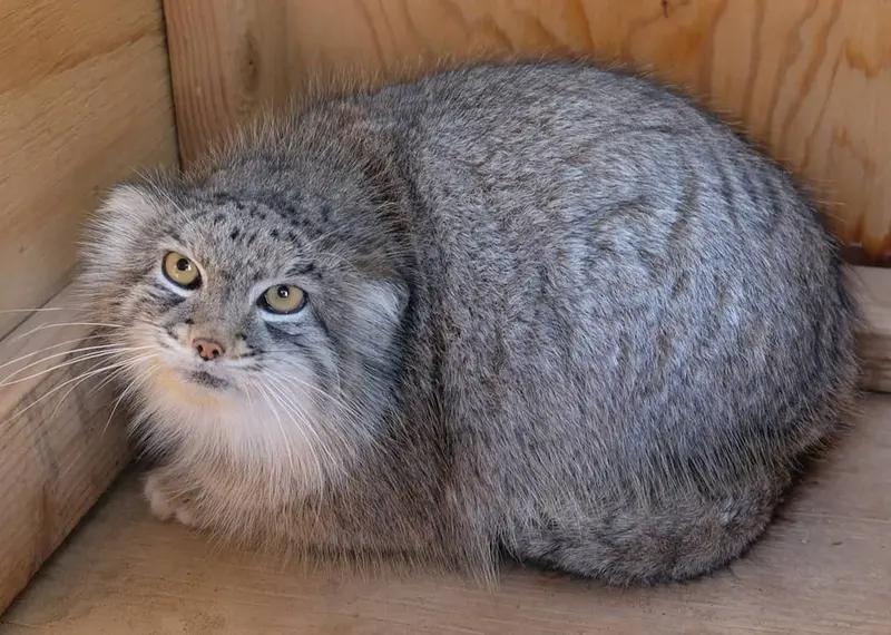 キャット・ハウスのミンカの写真