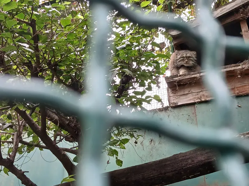 ブダペスト動物園・植物園のボフスの写真