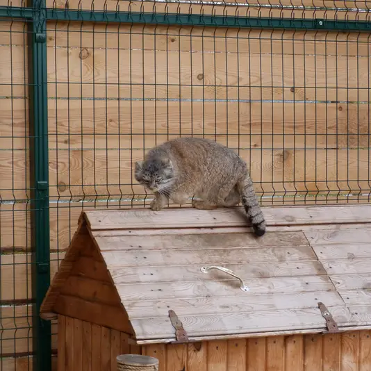 バルナウル動物園「レースナヤ・スカースカ」のペペの写真