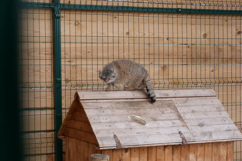 バルナウル動物園「レースナヤ・スカースカ」のペペの写真