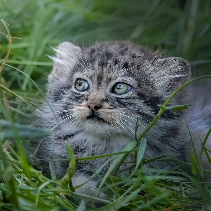 ポート・リムプネ・ワイルド・アニマル・パークのナムーの子猫 b. 2026 Ⅱの写真