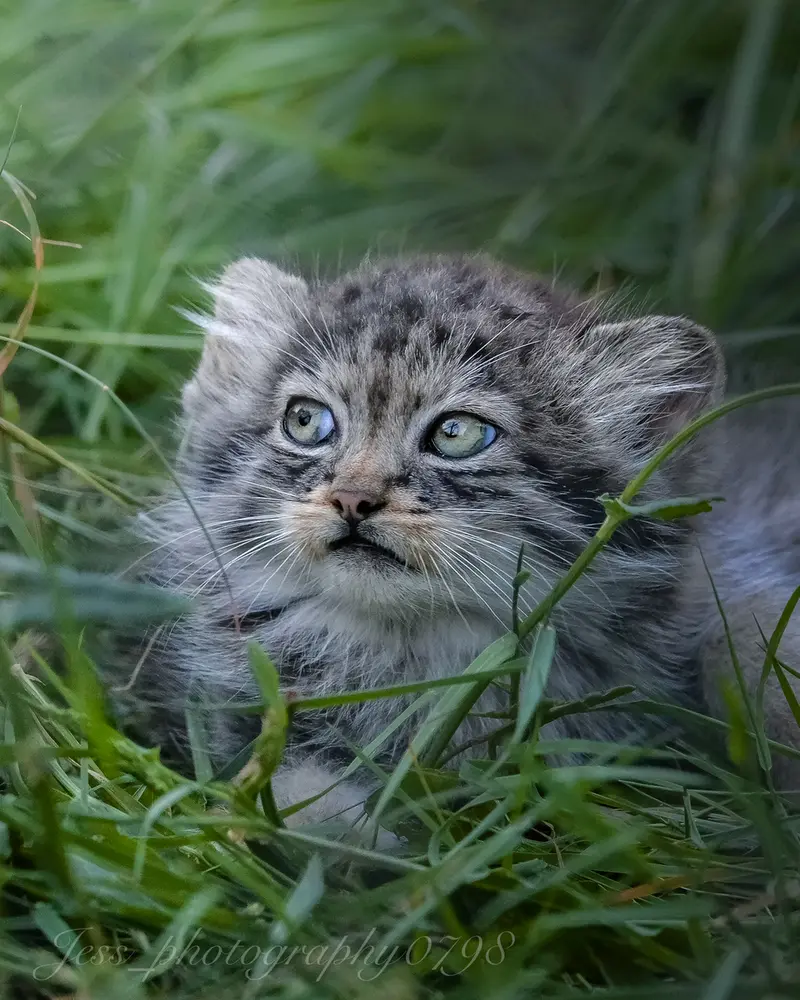 ポート・リムプネ・ワイルド・アニマル・パークのナムーの子猫 b. 2026 Ⅱの写真