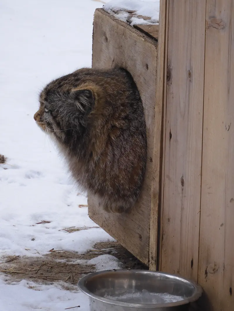 ノヴォシビルスク動物園のグレイの写真
