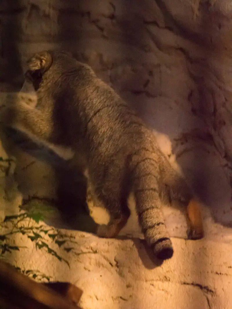 野毛山動物園のフィーガの写真