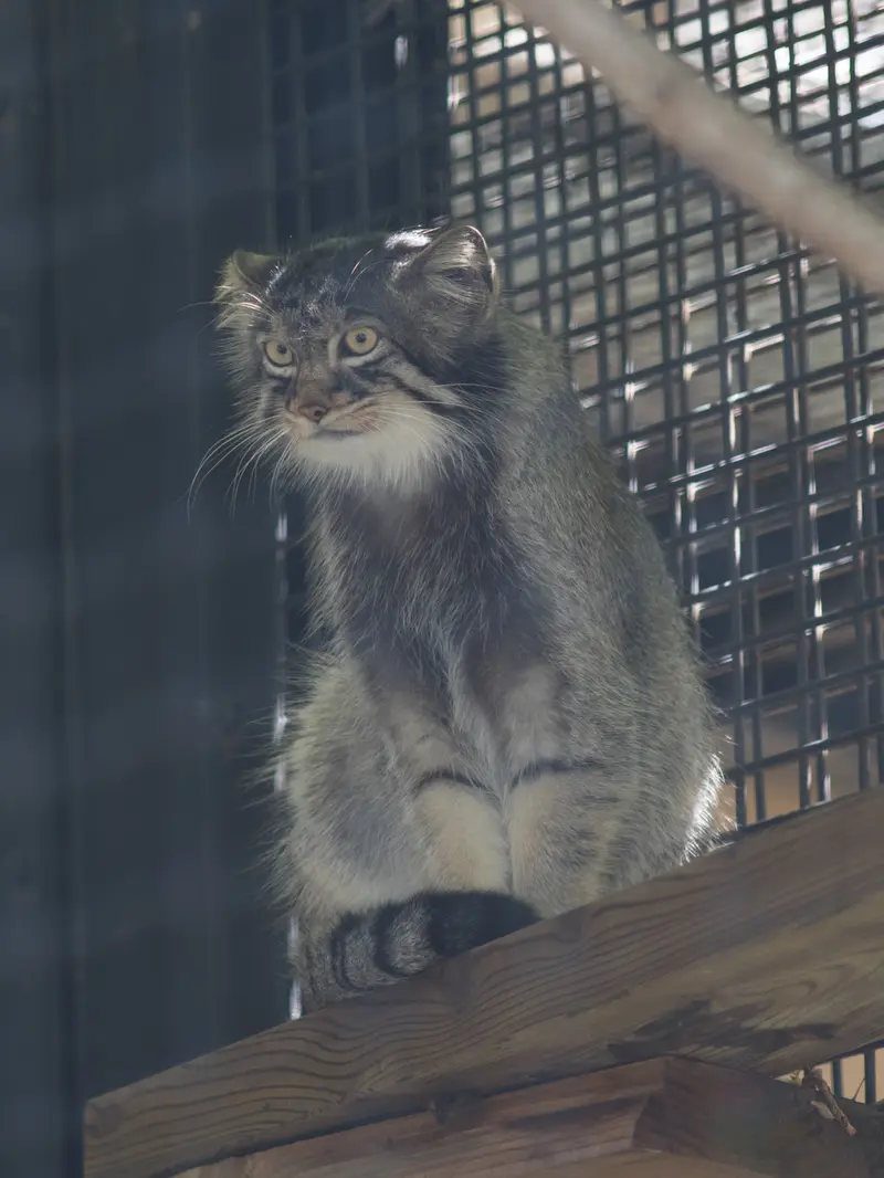 旭山動物園のヒデの写真