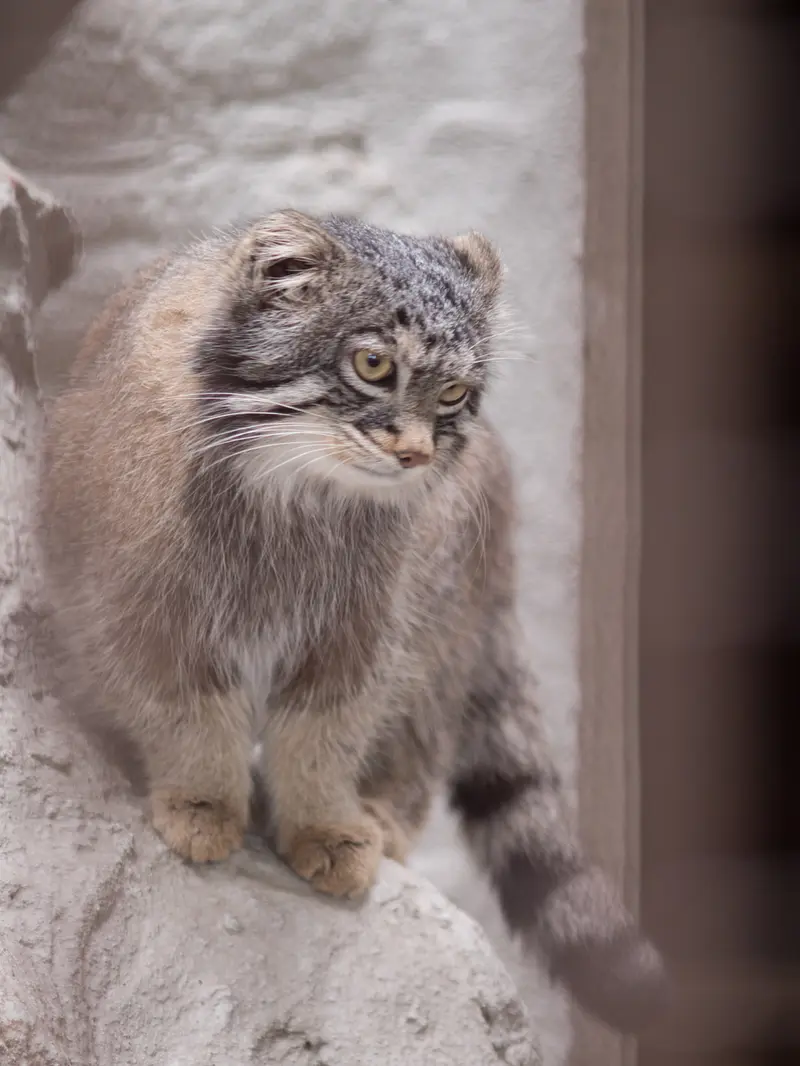 野毛山動物園のフィーガの写真