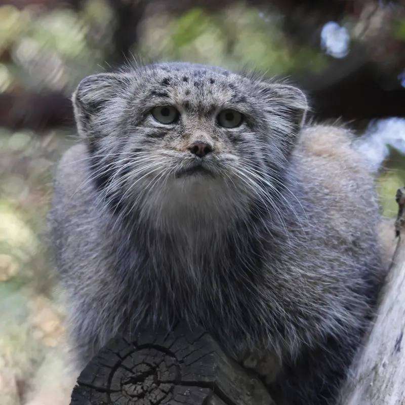 ノヴォシビルスク動物園のミアの写真