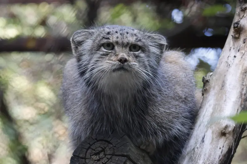 ノヴォシビルスク動物園のミアの写真