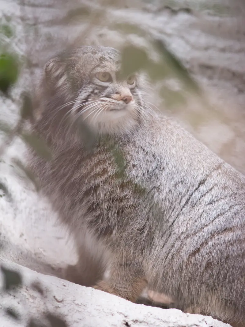 野毛山動物園のフィーガの写真
