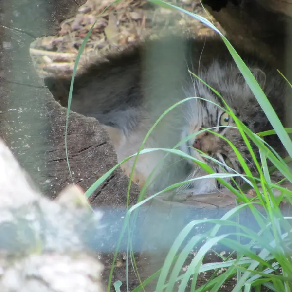 デッサウ動物園のマンニの写真