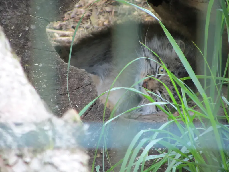 デッサウ動物園のマンニの写真