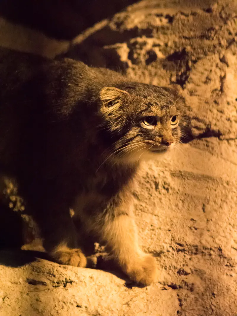 野毛山動物園のフィーガの写真