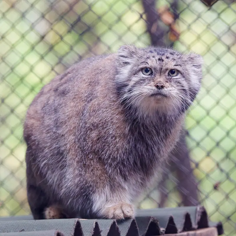 ノヴォシビルスク動物園のラストチカの写真