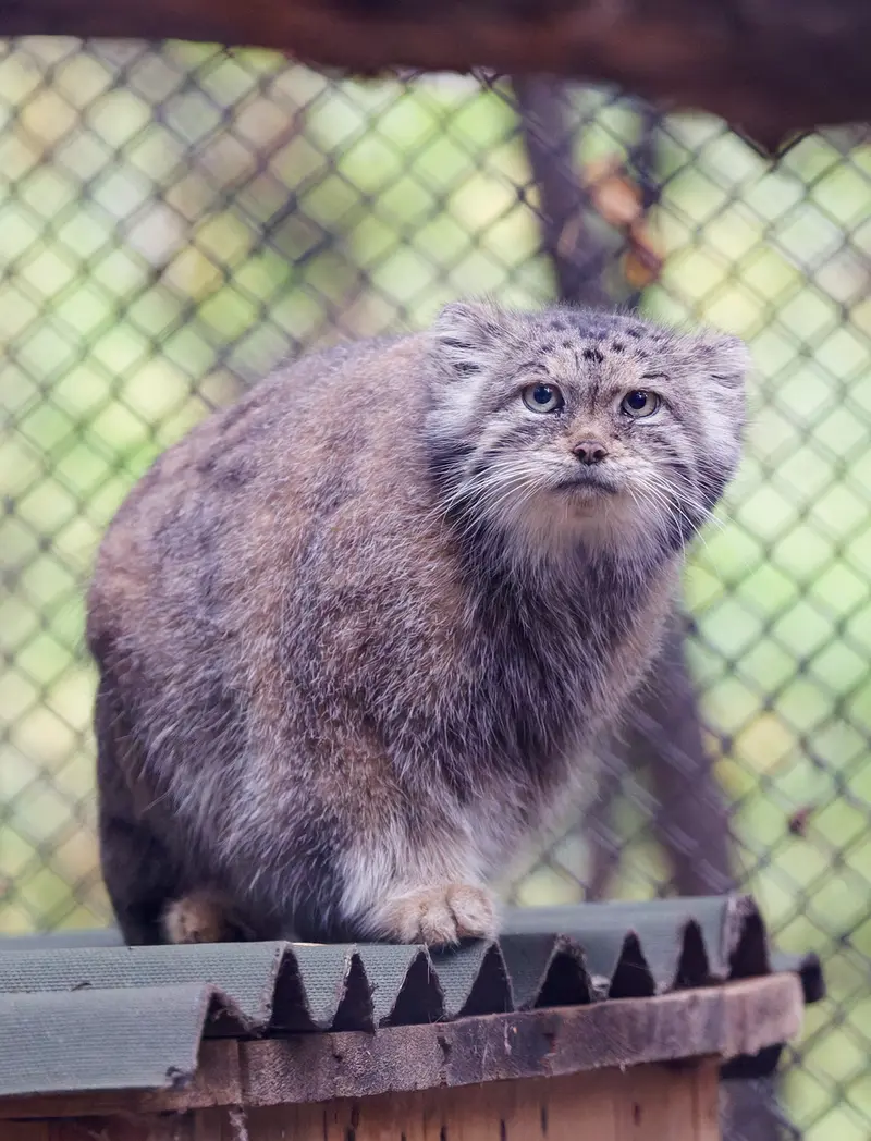 ノヴォシビルスク動物園のラストチカの写真