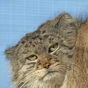 レニングラード動物園のマヌルネコの写真