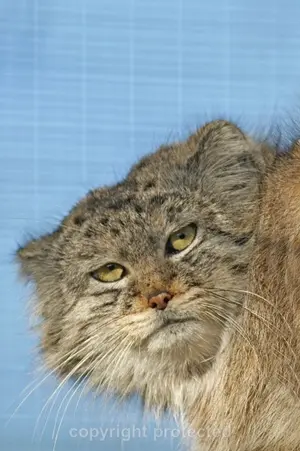 レニングラード動物園のマヌルネコの写真
