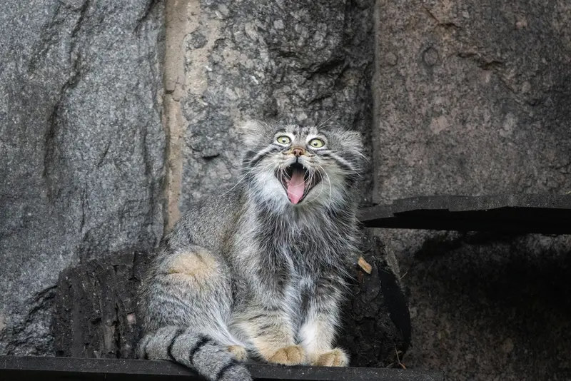 モスクワ動物園のティモフェイの写真