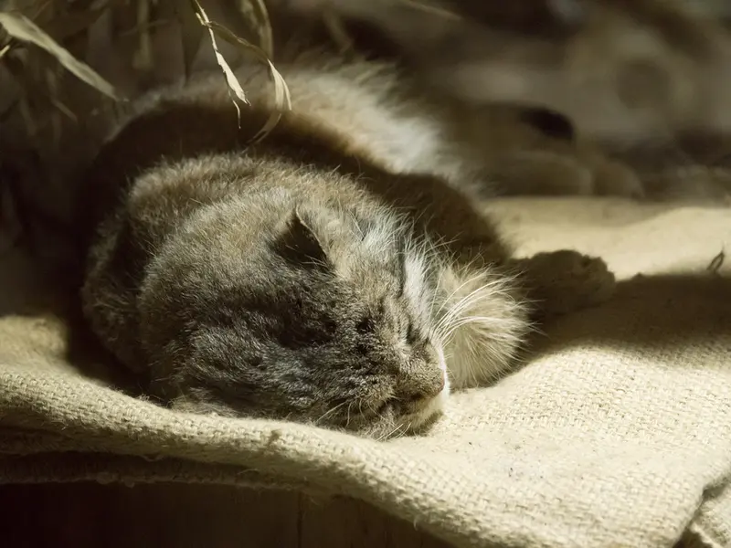 恩賜上野動物園のクリョンの写真