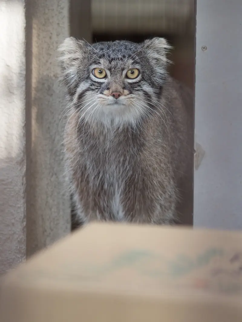 野毛山動物園のフィーガの写真