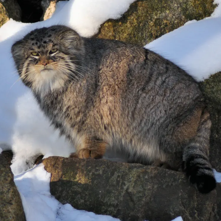 ゲルリッツ動物園のブルースの写真