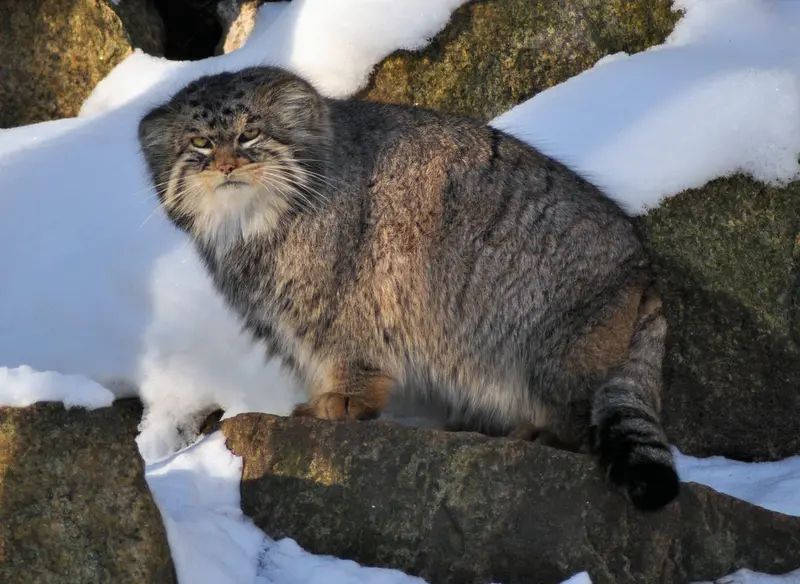 ゲルリッツ動物園のブルースの写真