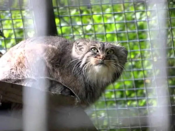 ザールブリュッケン動物園のカール・ハインツの動画