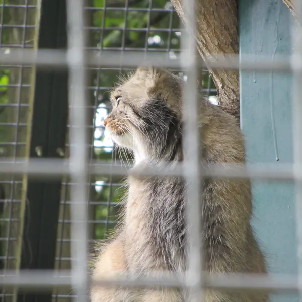 ザールブリュッケン動物園のカール・ハインツの写真