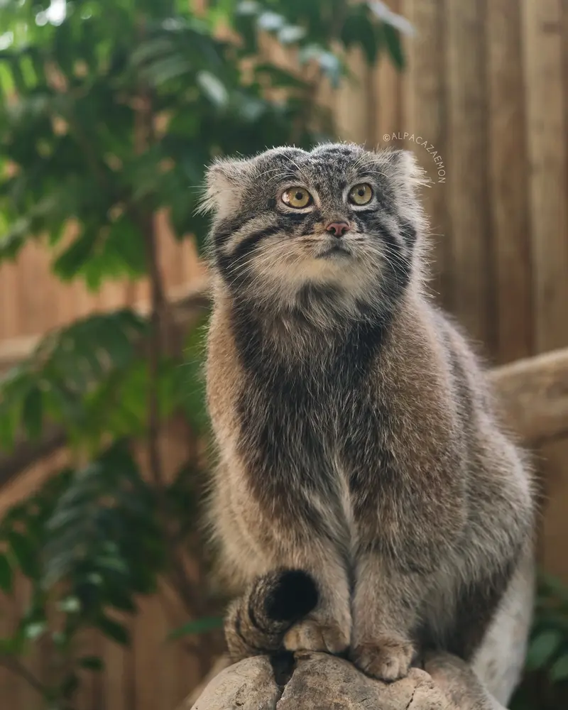 神戸どうぶつ王国のナルの写真