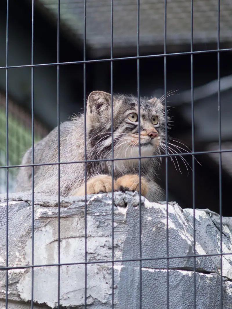 旭山動物園のヒデの写真