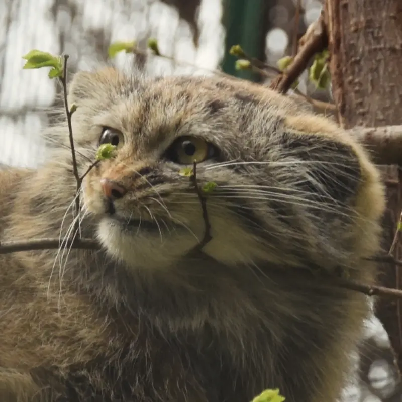 ブダペスト動物園＆植物園のルーシーの写真