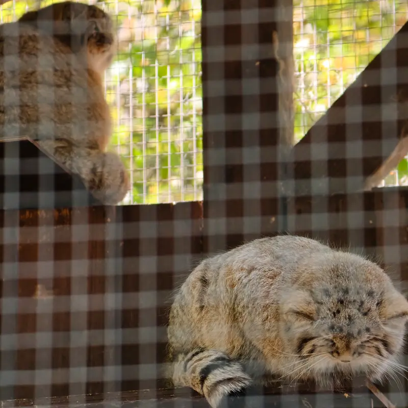 コシツェ動物園のアラニの子（2026年生まれ）Ⅰとアラニの子（2026年生まれ）Ⅱの写真