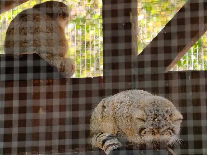 コシツェ動物園のアラニの子（2026年生まれ）Ⅰとアラニの子（2026年生まれ）Ⅱの写真