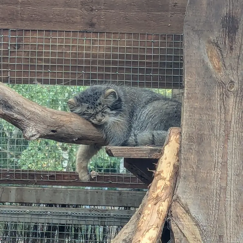 タリン動物園のアルタニの写真