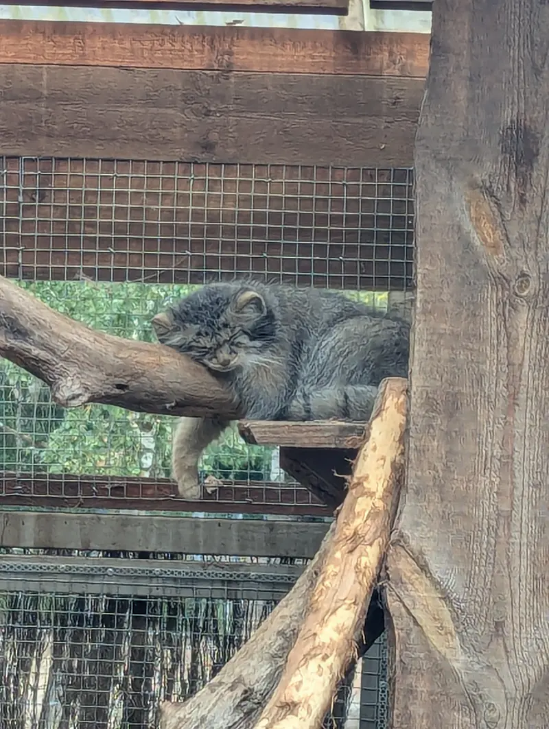 タリン動物園のアルタニの写真