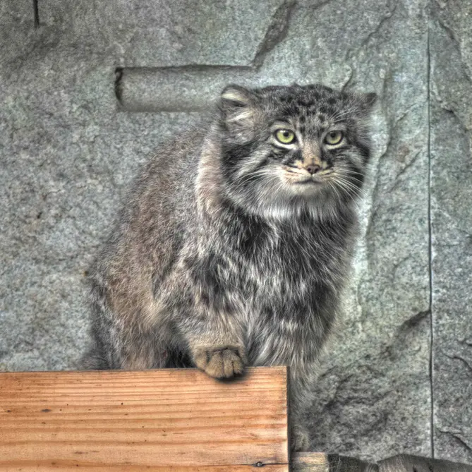 モスクワ動物園のダーライの写真