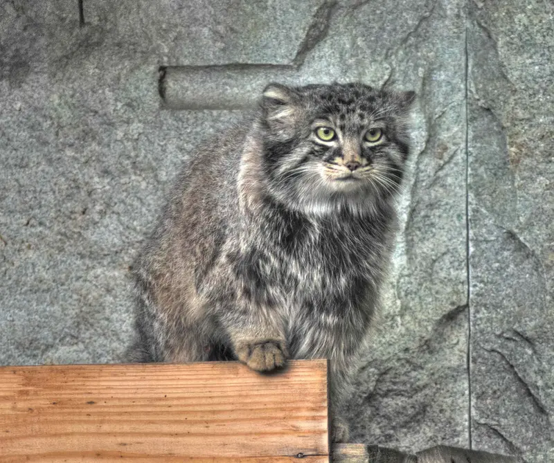 モスクワ動物園のダーライの写真