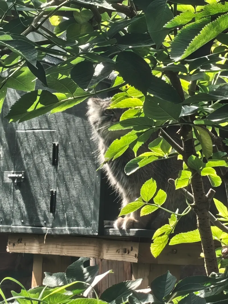 エディンバラ動物園のダッチェスの写真