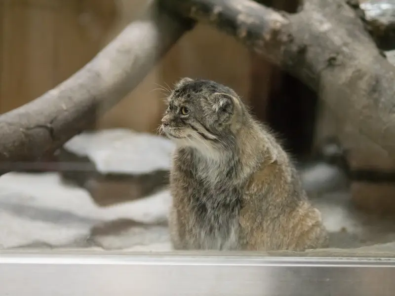 恩賜上野動物園のプリームラの写真