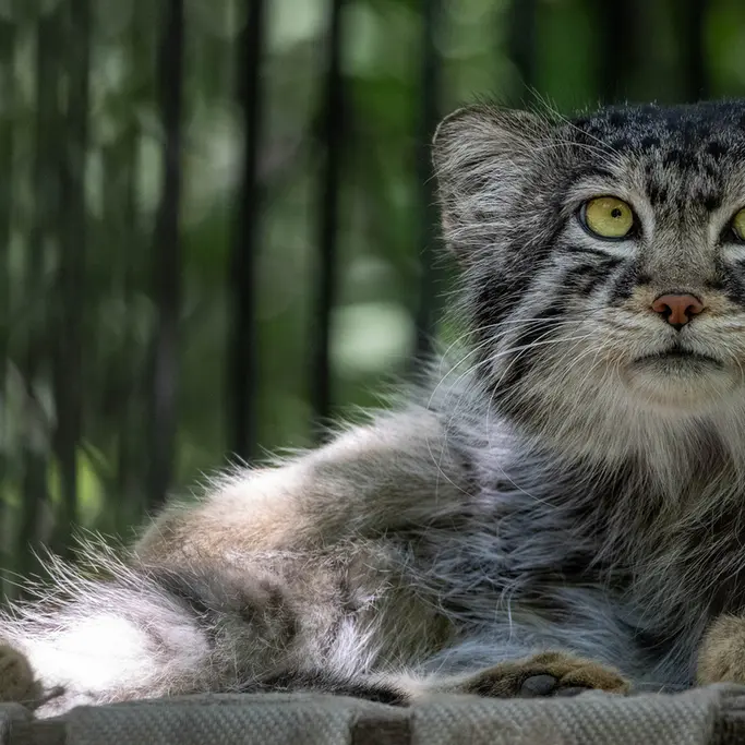 ノヴォシビルスク動物園のシルヴェスターの写真