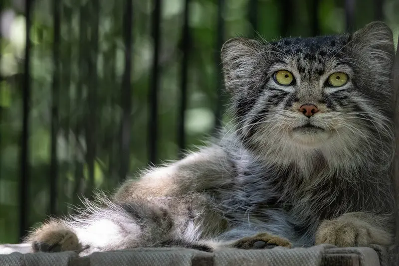 ノヴォシビルスク動物園のシルヴェスターの写真