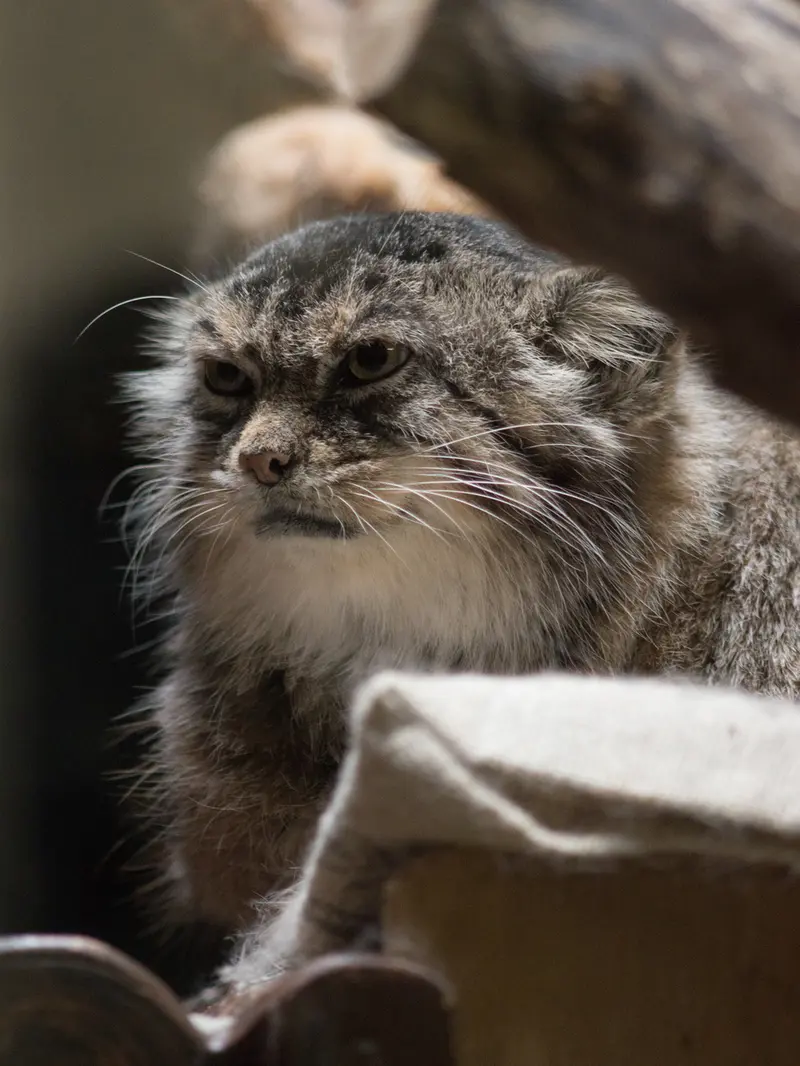 恩賜上野動物園のプリームラの写真
