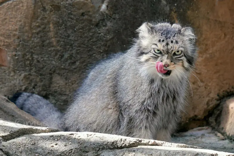 マヌルネコの写真