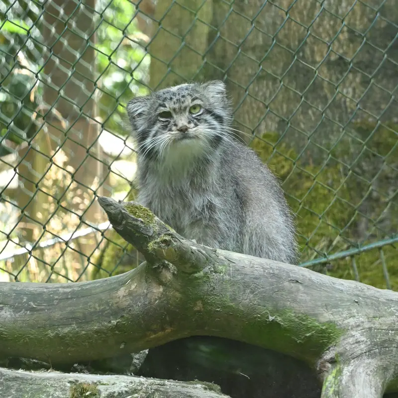 オペル動物園のバトゥの写真