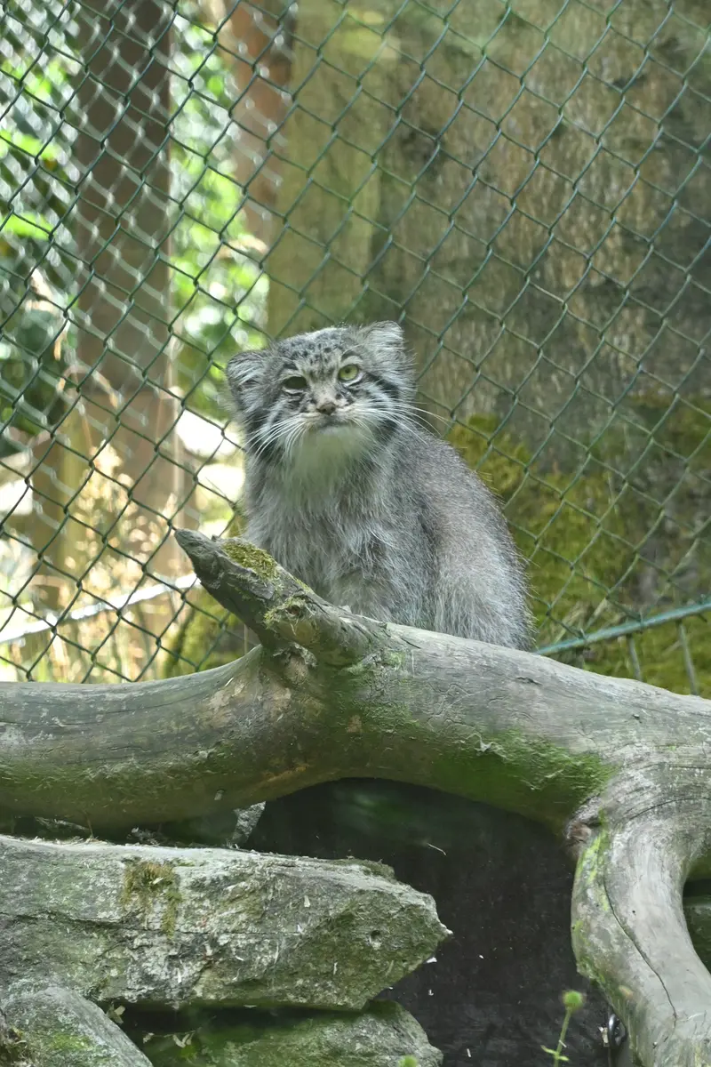 オペル動物園のバトゥの写真