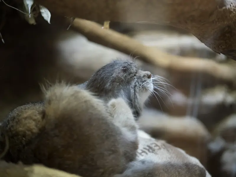 恩賜上野動物園のクリョンの写真