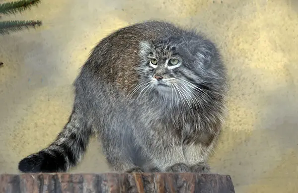オポーレ動物園の名前のないマヌルネコ #587の写真