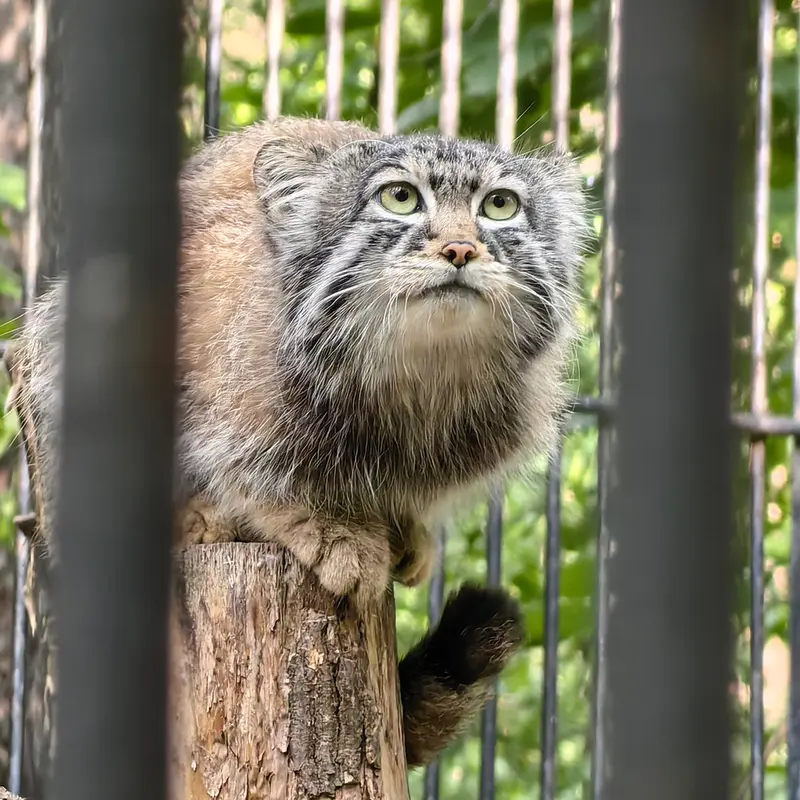 ノヴォシビルスク動物園のシルヴェスターの写真