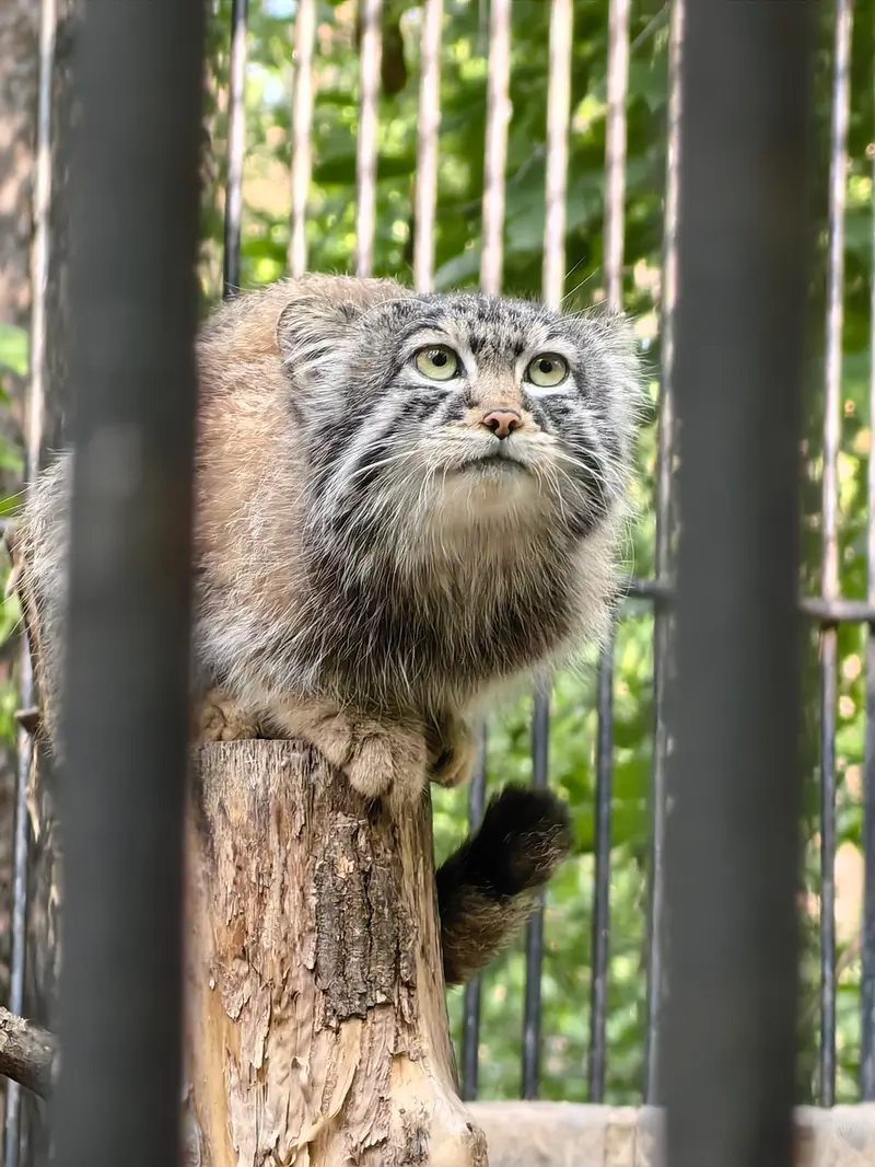 ノヴォシビルスク動物園のシルヴェスターの写真