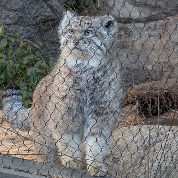 プロスペクト・パーク動物園のバトゥの写真
